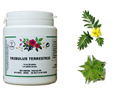 tribulus-terrestris