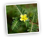tribulus-terrestris-aphrodisiaque