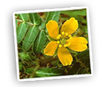 tribulus-terrestris-aphrodisiaque